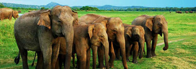 Wild elephants on a Colombo to Udawalawe day tour safari, Sri Lanka