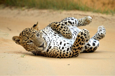 Private safari jeep tour at Yala National Park Sri Lanka, home of the world's highest leopard density
