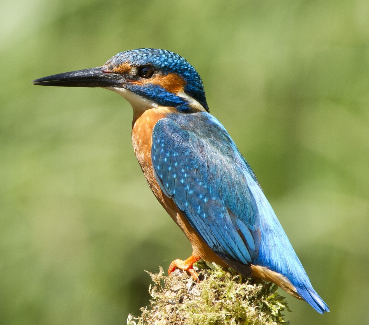 Common Kingfisher at Udawalawe National Park