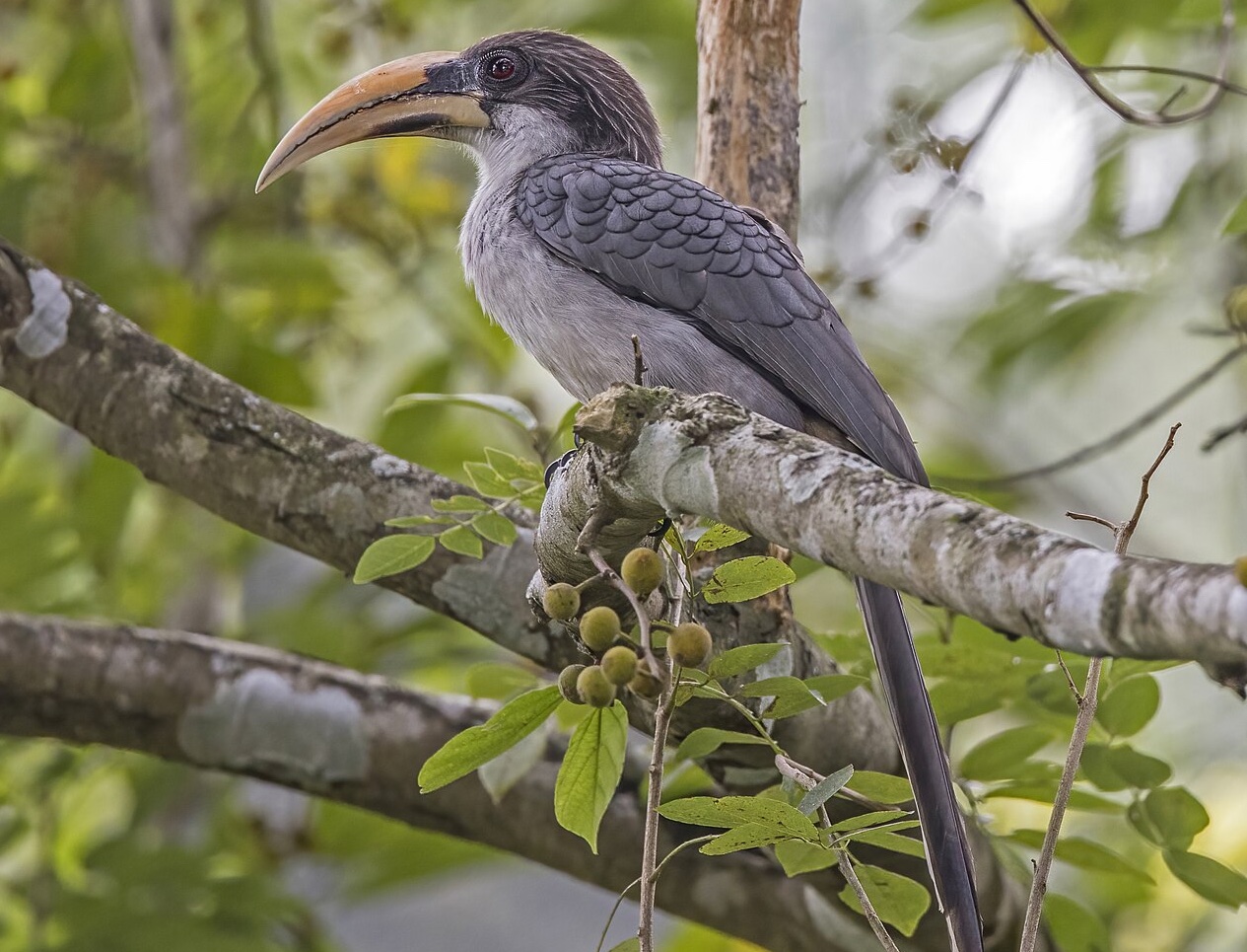 sri_lanka_grey_hornbill at Yala National Park