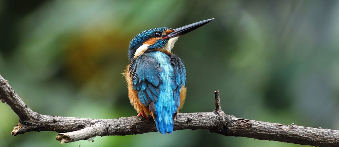 Sri Lanka Safari Bird Watching Guide