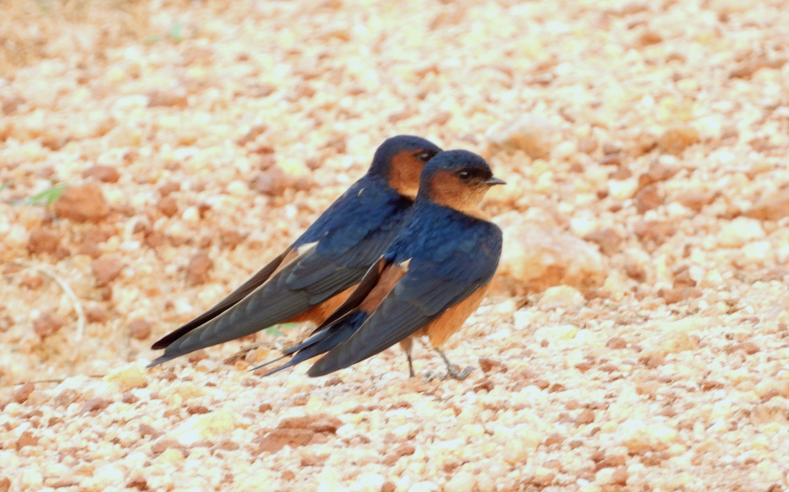 sri_lanka_swallow_udawalawa_park_endemic