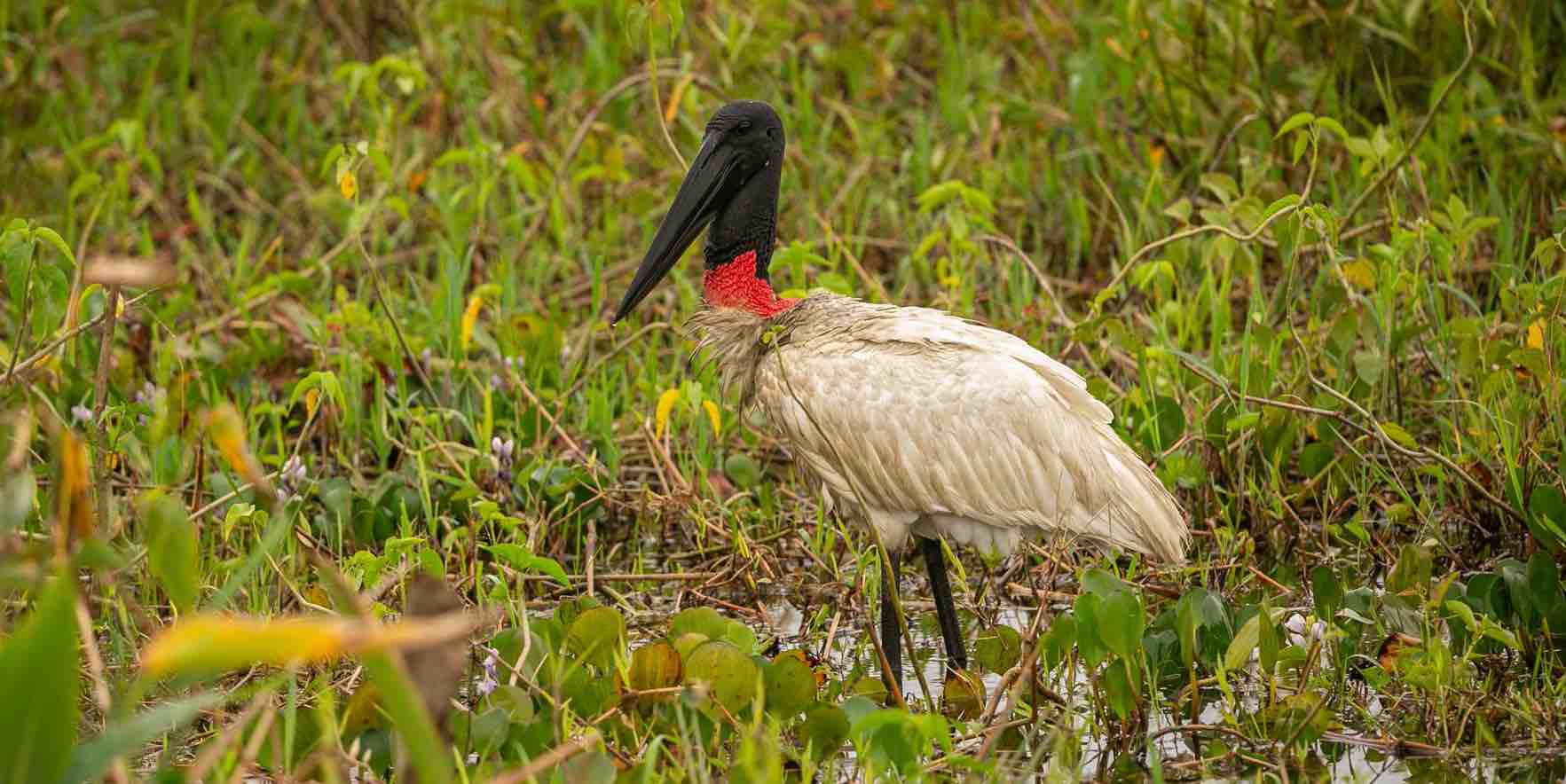 Udawalawe National Park Safari photography guide