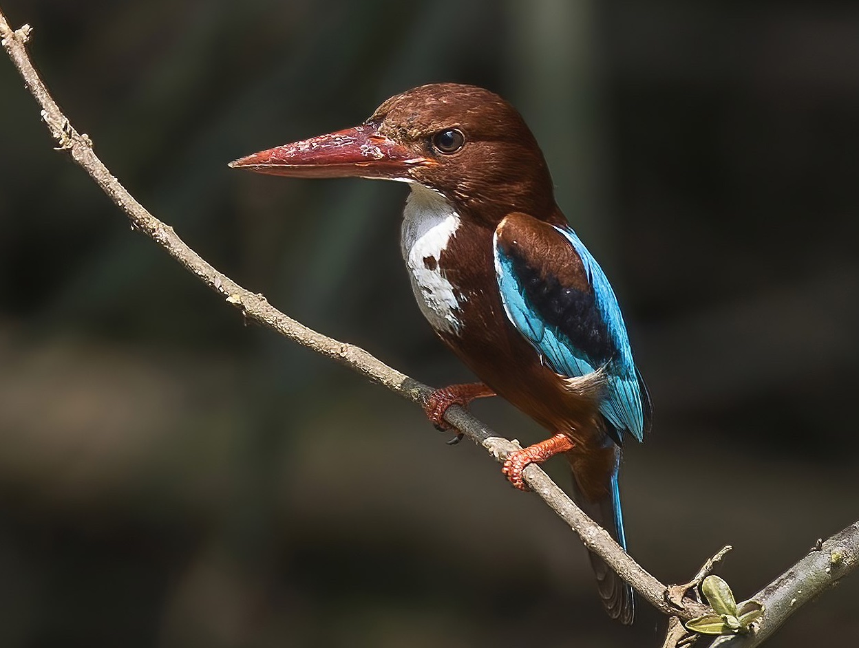 White-throated Kingfisher at Sri Lanka Safari