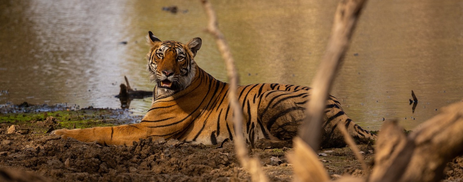 Sri Lankan leopard at Yala National Park near water