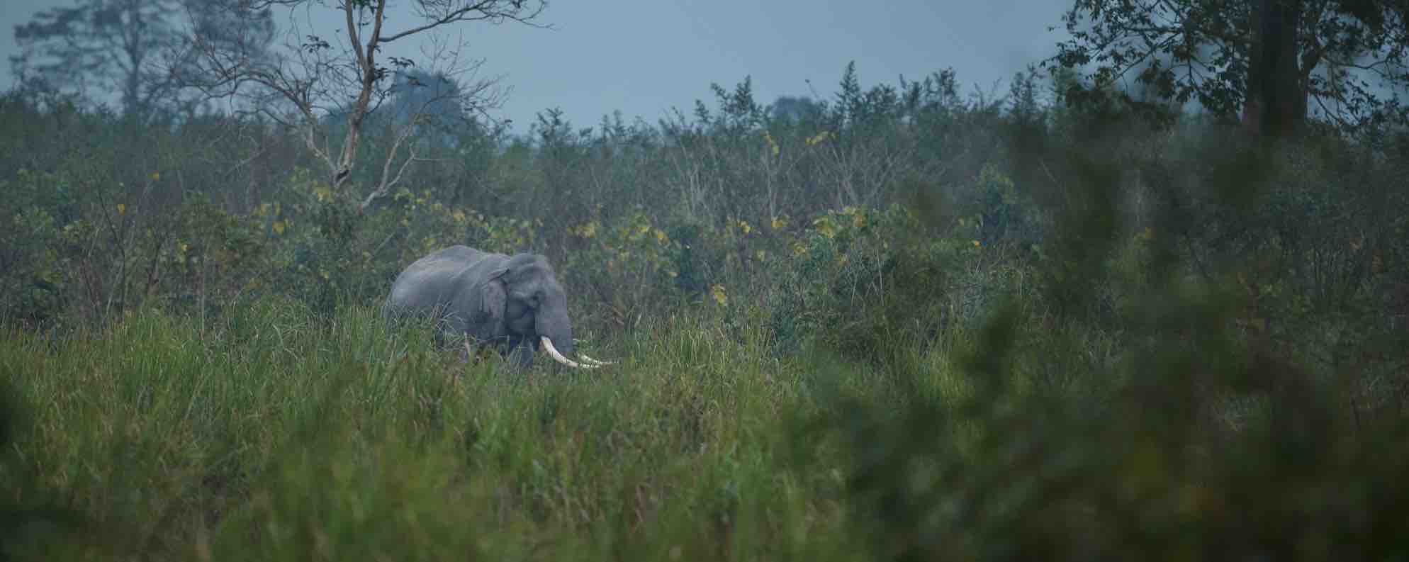 Wild elephants at Udawalawe National Park Sri Lanka - elephant tracking safari