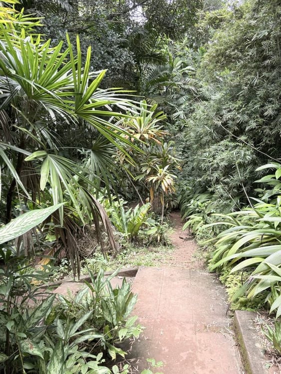 A narrow earth path disappearing between tall palms, bamboo and broad-leaved undergrowth