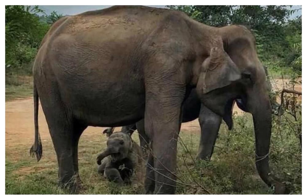 An adult elephant standing over a young calf on open grassland in soft morning light