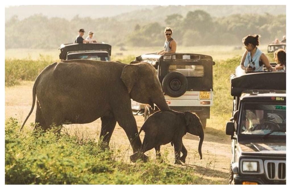 An adult elephant and a small calf stepping across a dirt track between two stopped safari vehicles