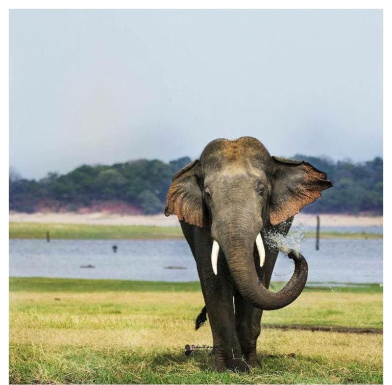 A tusker standing head-on at the edge of the reservoir with water and dead tree stumps behind him