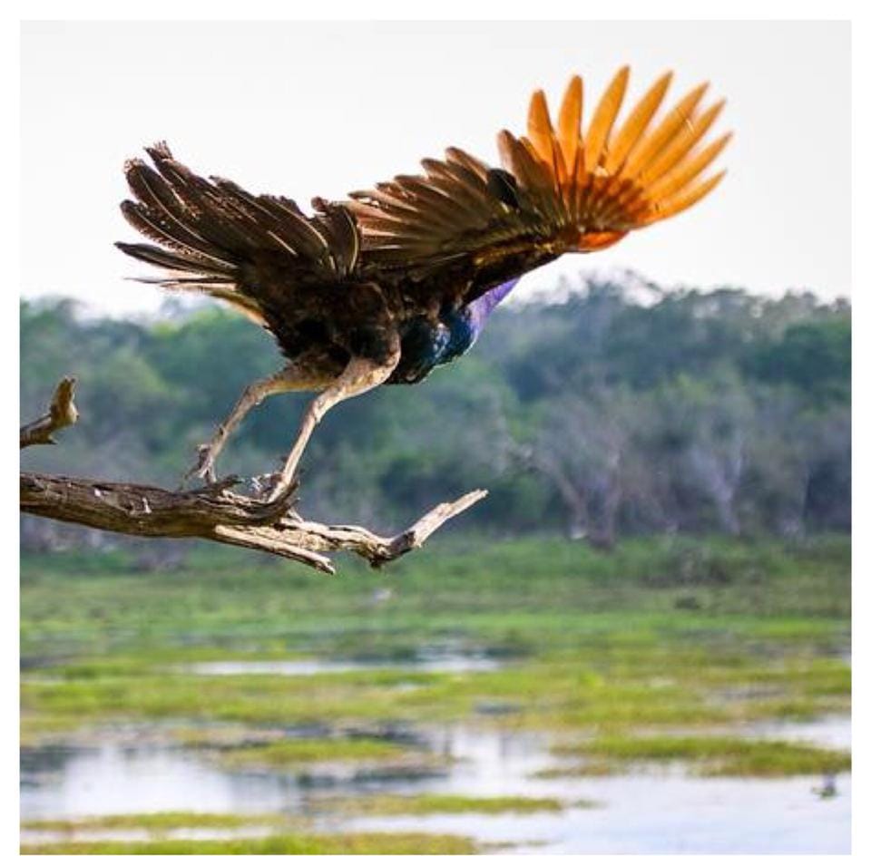 Peacock with wings fully spread taking off from a bare branch over marshland