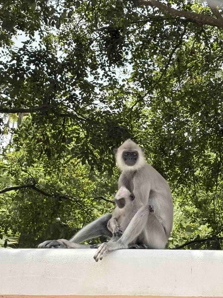 A grey langur with a dark face sitting upright on a branch in dense green foliage
