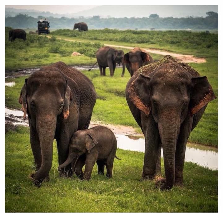 Two adult elephants standing over a very small calf beside a green waterhole
