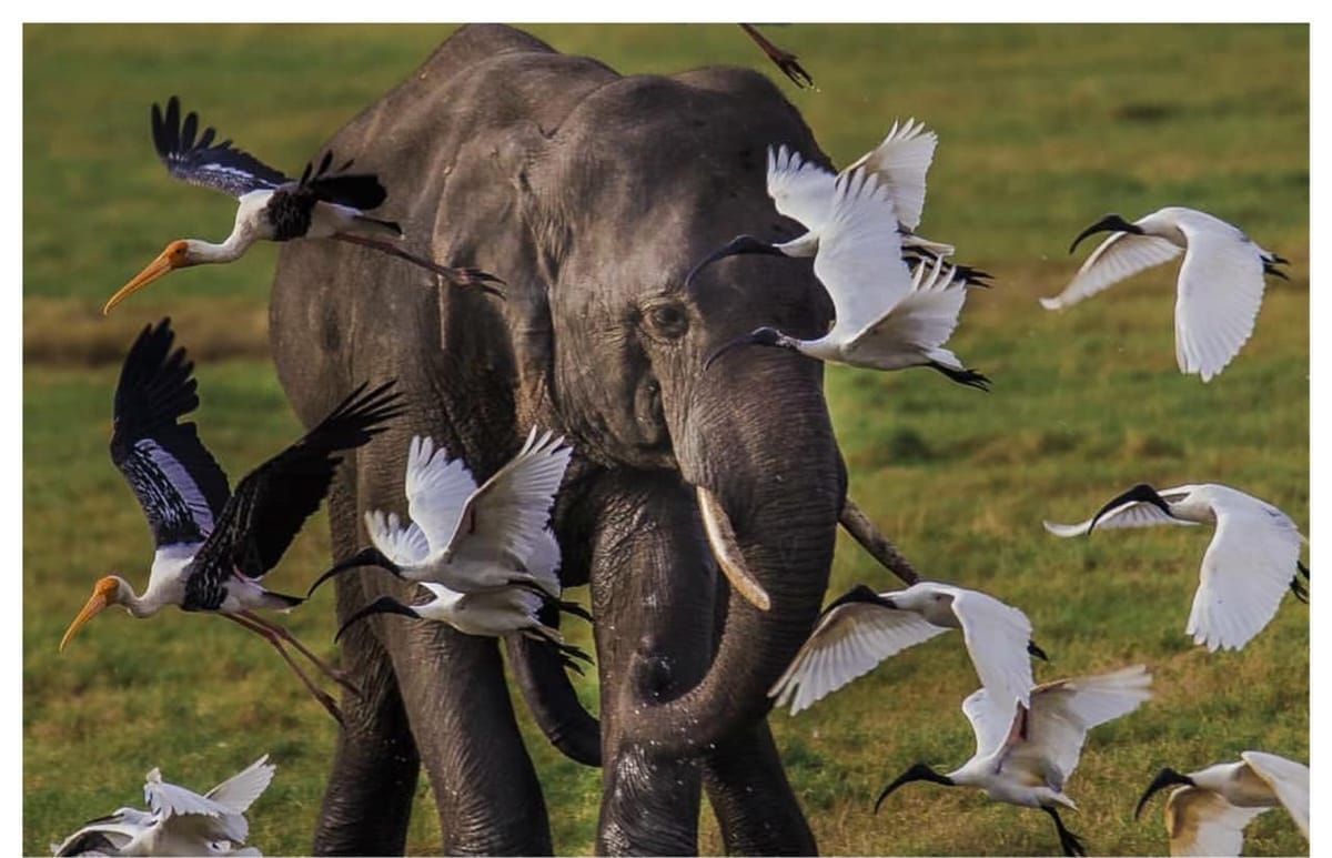 An elephant grazing while a dozen white egrets and painted storks take off around its legs