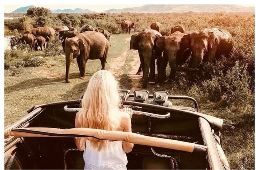 A guest standing up through the roof of a safari jeep, watching a long line of elephants walking down the track ahead