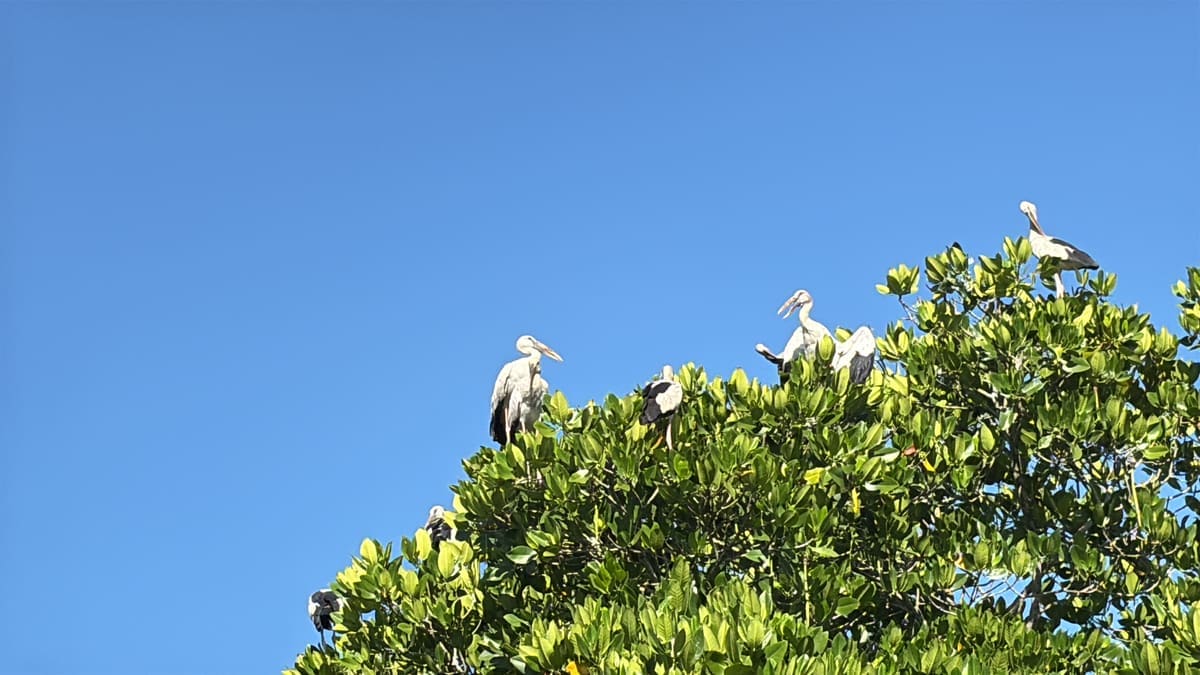 Painted storks and egrets perched in the crown of a tree against a clear blue sky at Udawalawe