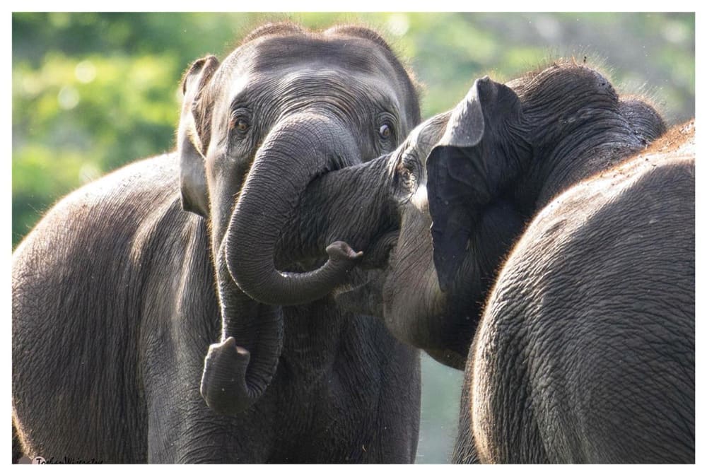 Two elephants side by side with trunks raised, photographed close from a safari jeep