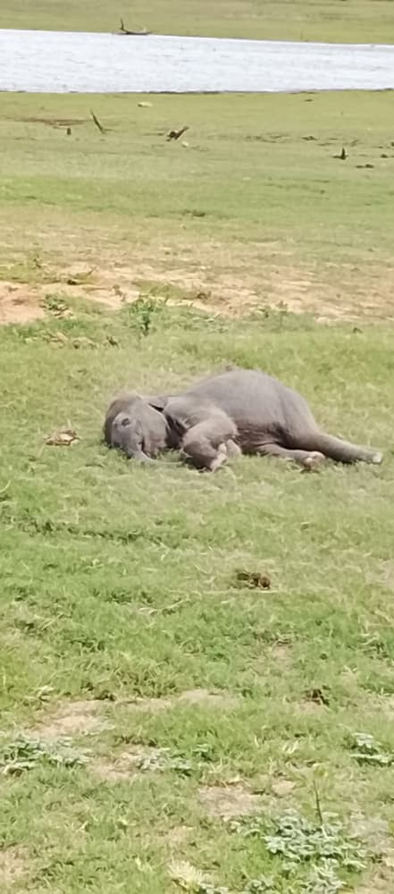 Baby elephant lying down to rest on the grass near the reservoir