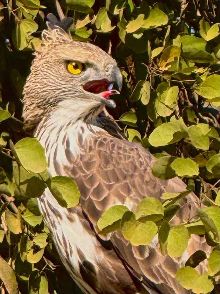 Close-up of a crested hawk-eagle with bright yellow eyes perched among green leaves