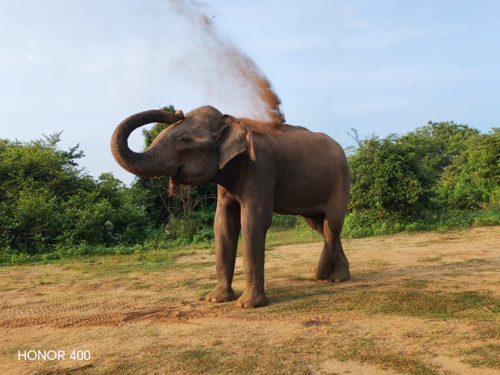 Wild elephant throwing a cloud of red dust over its back on open ground
