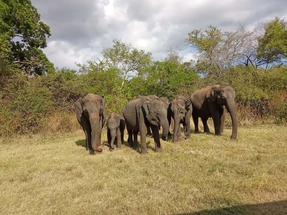 Elephant family with a small calf walking through tall grass towards the camera