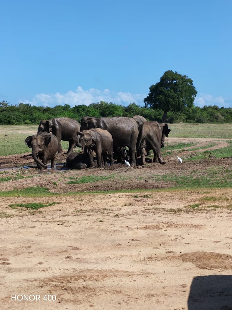 Elephant herd crowding together in a muddy waterhole with egrets nearby