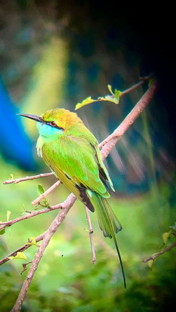 Green bee-eater with a blue throat and long tail streamer perched on a thin branch