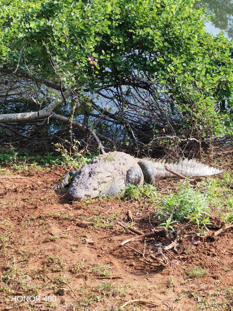 Large mugger crocodile resting on a red earth bank under overhanging trees
