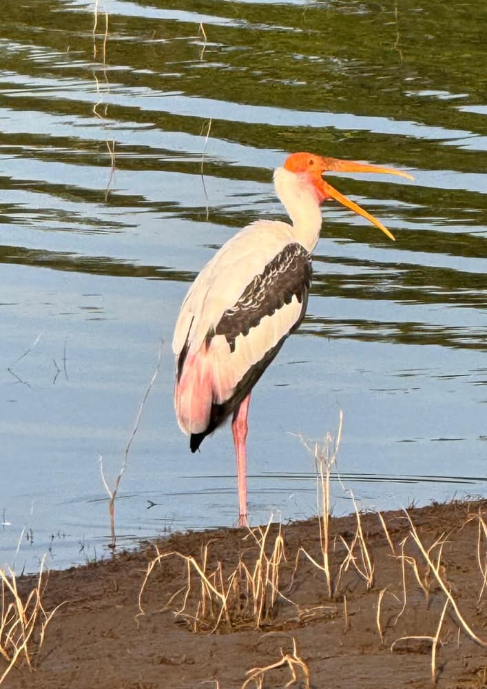 Painted stork with a bright orange bill and pink plumage standing at the water's edge
