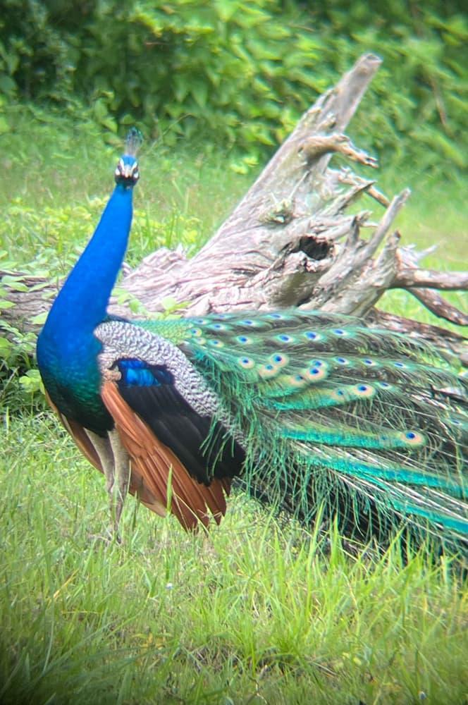 Male Indian peafowl with a long green train walking through the grass