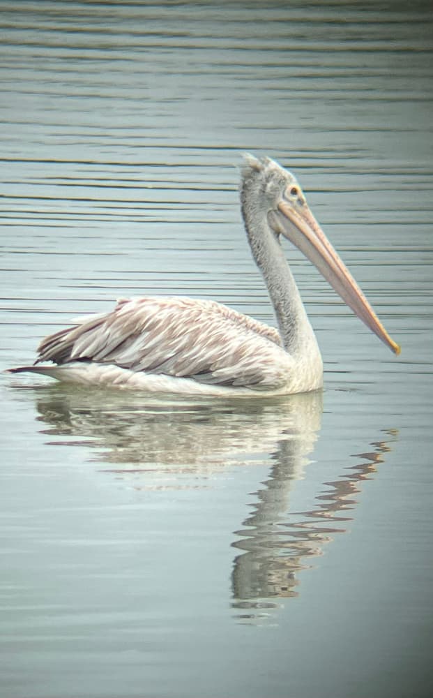 Spot-billed pelican swimming on calm water with its reflection below