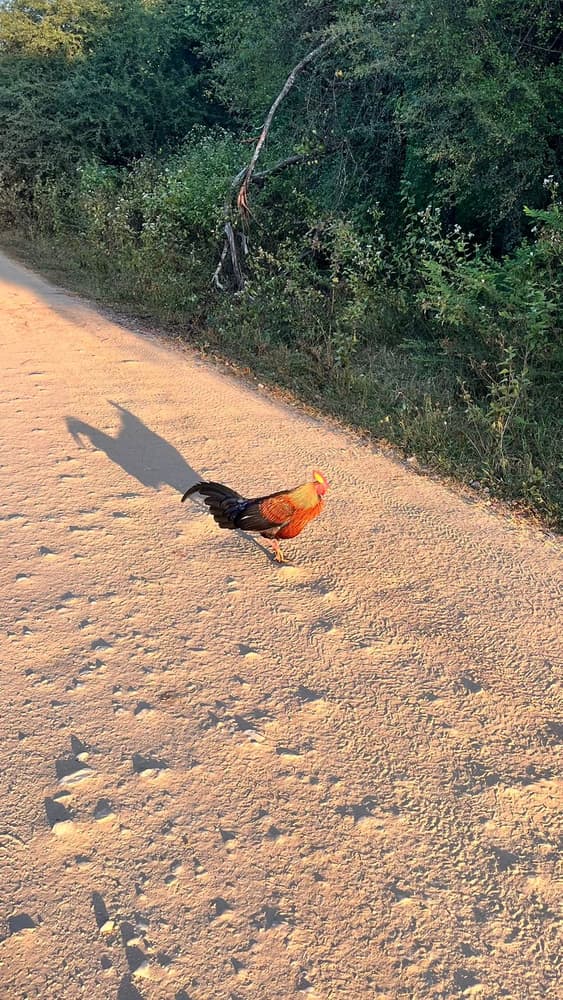 Male Sri Lanka junglefowl, the national bird, crossing a sandy safari track