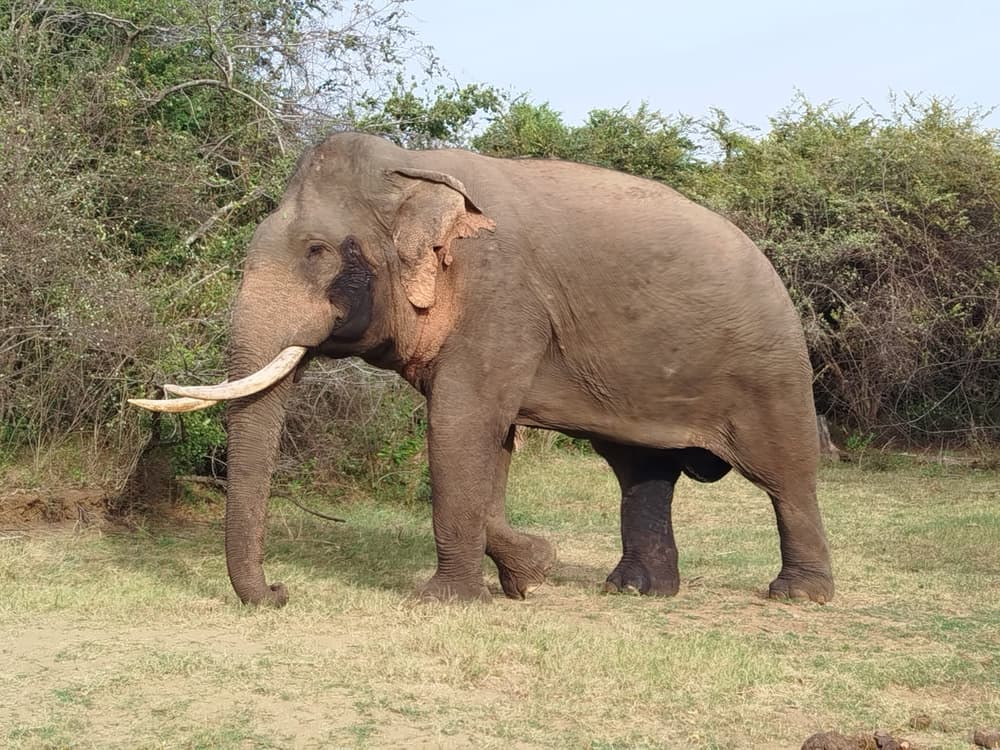 Large tusker elephant with long white tusks standing at the edge of the scrub