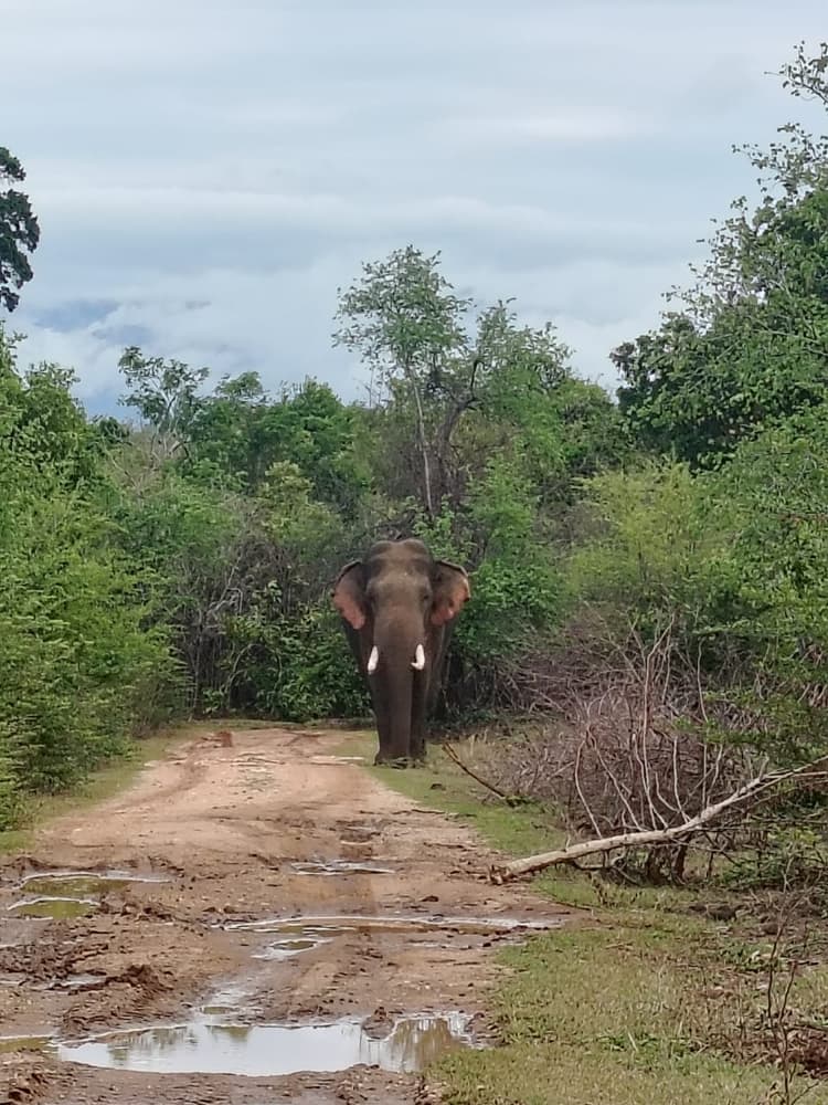 Tusker elephant walking straight down a muddy safari track towards the jeep