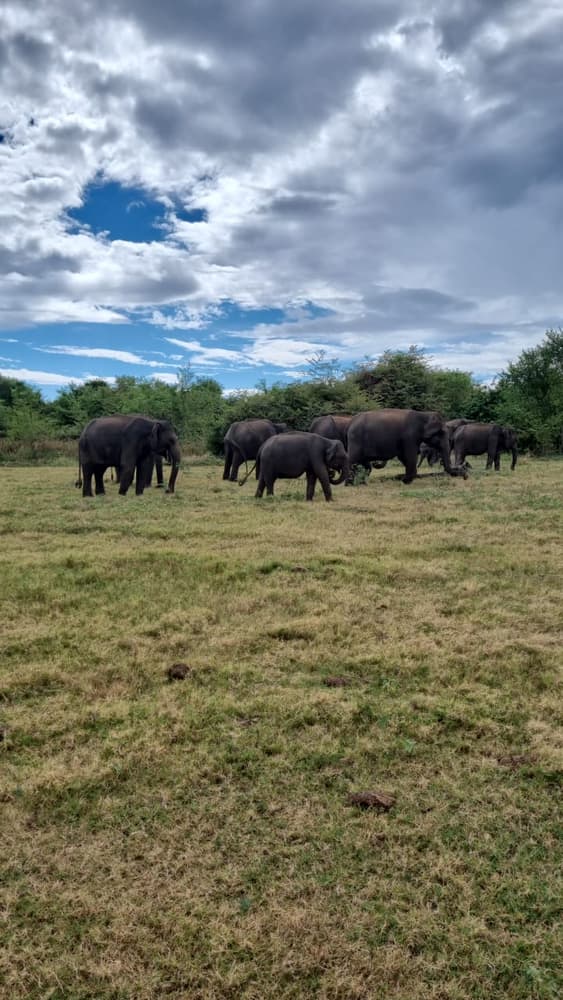 Wild elephant herd feeding on open plains under a cloudy sky at Udawalawe National Park