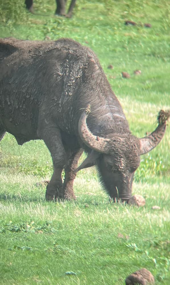 Mud-covered wild water buffalo with curved horns grazing on green grass