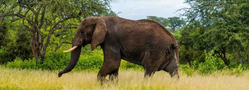 Wild elephants seen on a private Udawalawe safari day trip from Ella