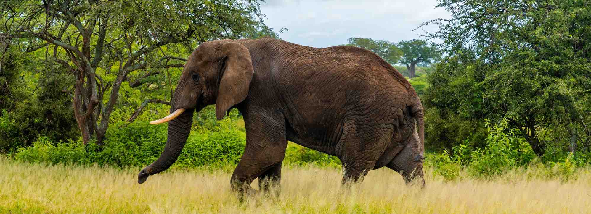 Wild elephants at Udawalawe National Park Safari Sri Lanka