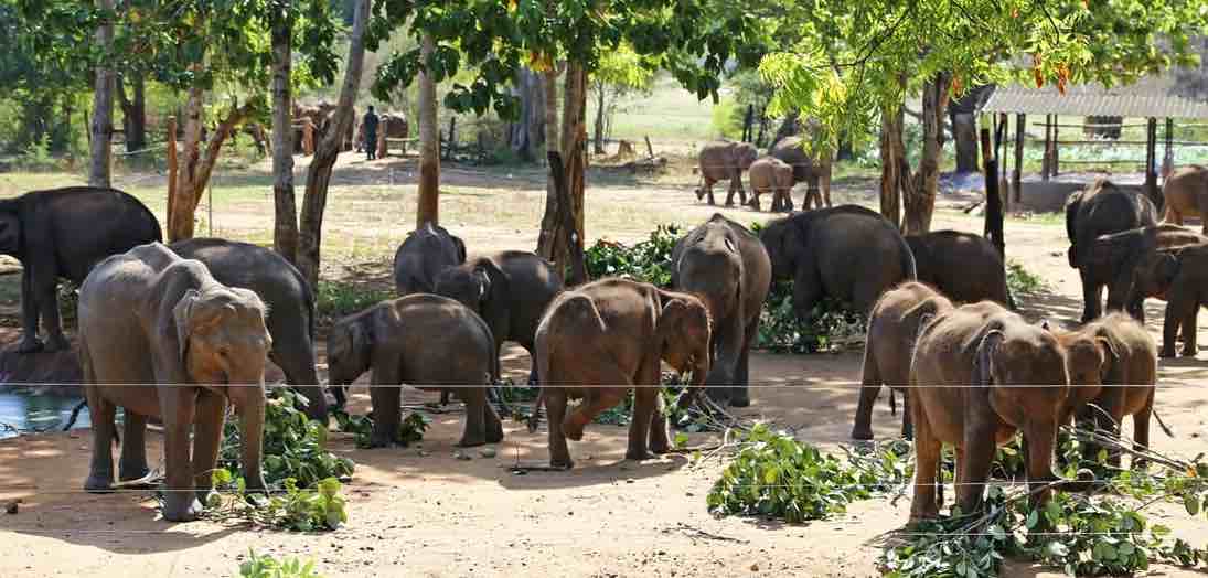 Orphaned baby elephants at the Elephant Transit Home, Udawalawe National Park, Sri Lanka