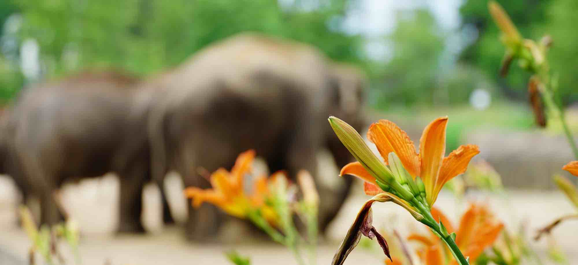 Udawalawe National Park jeep safari with wild elephants in Sri Lanka