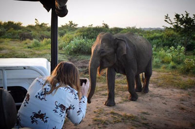Private Udawalawe safari tour from Galle with wild elephants, Sri Lanka